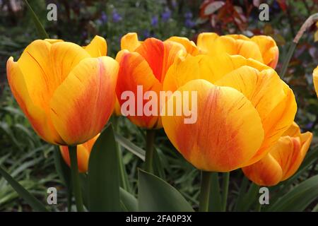 Tulipa ‘Beauté d’Apeldoorn’ hybride Darwin 4 Beauté de la tulipe d’Apeldoorn – fleurs jaunes profondes, gros rouge flush, pétales arrondis, avril, Angleterre, ROYAUME-UNI Banque D'Images