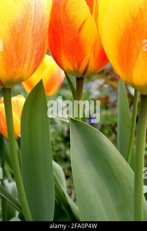 Tulipa ‘Beauté d’Apeldoorn’ hybride Darwin 4 Beauté de la tulipe d’Apeldoorn – fleurs jaunes profondes, gros rouge flush, pétales arrondis, avril, Angleterre, ROYAUME-UNI Banque D'Images