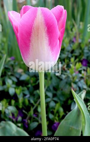 Tulipa ‘del Piero’ Tulip 3 Del Piero Tulip – fleurs blanches, larges bords roses profonds, avril, Angleterre, Royaume-Uni Banque D'Images