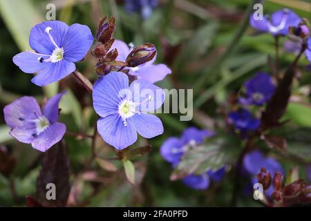 Veronica chamaedrys Germander speedwell – fleurs bleu profond avec deux poils glandulaires, avril, Angleterre, Royaume-Uni Banque D'Images