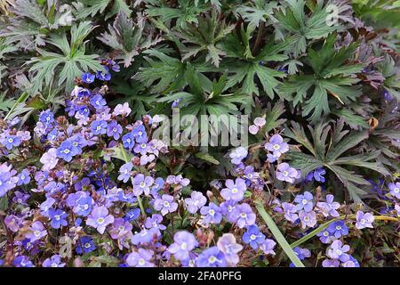 Veronica chamaedrys Germander speedwell – fleurs bleu profond avec deux poils glandulaires, avril, Angleterre, Royaume-Uni Banque D'Images