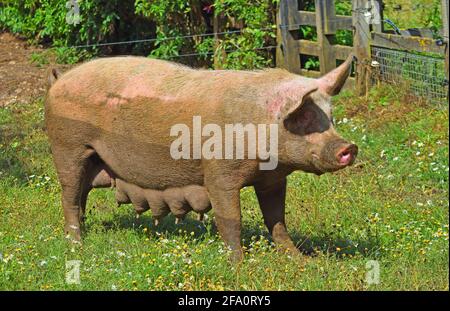 Boueux Femme Pig debout sur l'herbe. Banque D'Images