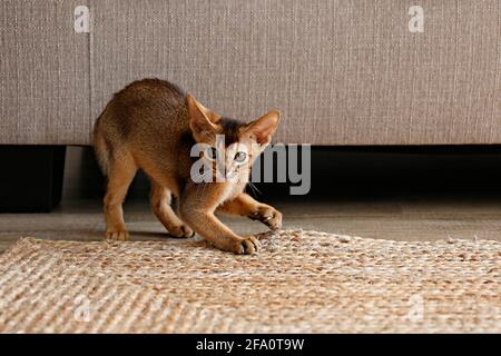 Chat abyssinian à la cannelle âgé de deux mois à la maison. Magnifique petit chaton aux cheveux courts et aux poils sur le sol près d'un canapé en tissu beige dans la salle de séjour. Gros plan, Banque D'Images