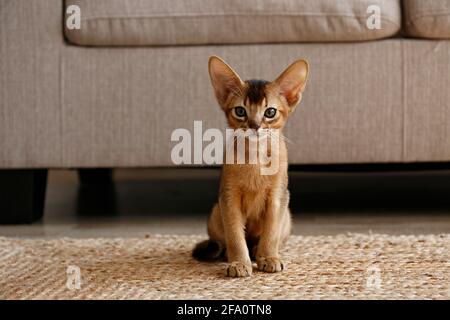 Chat abyssinian à la cannelle âgé de deux mois à la maison. Magnifique petit chaton aux cheveux courts et aux poils sur le sol près d'un canapé en tissu beige dans la salle de séjour. Gros plan, Banque D'Images