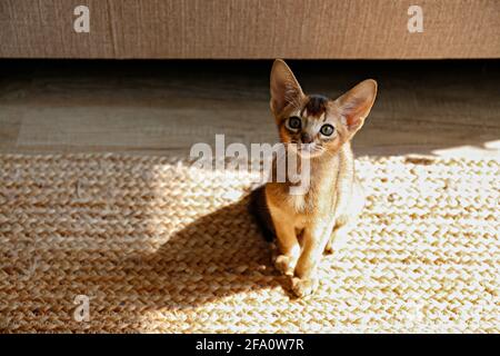 Chat abyssinian à la cannelle âgé de deux mois à la maison. Magnifique petit chaton aux cheveux courts et aux poils sur le sol près d'un canapé en tissu beige dans la salle de séjour. Gros plan, Banque D'Images