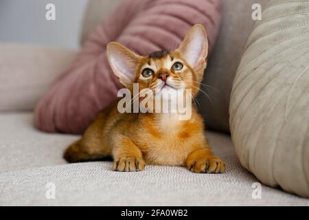 Chat abyssinian à la cannelle âgé de deux mois à la maison. Beau chaton à poil court et poil de race sur un canapé en tissu beige dans le salon. Gros plan, espace de copie, bac Banque D'Images