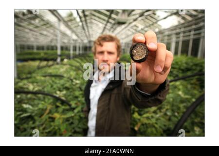 Truffes..... Le Dr Paul Thomas, entrepreneur en truffe qui prévoit d'introduire la culture commerciale des variétés de truffes britanniques et périgord dans les plantations britanniques, en serre avec des arbres juvéniles. Il tient une Truffle.photo d'été par David Sandison l'indépendant Banque D'Images