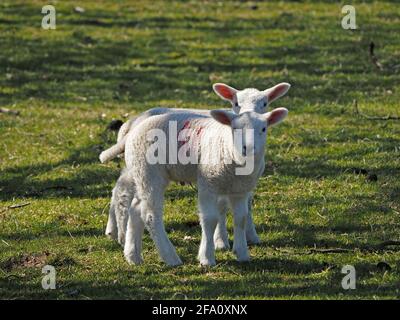 QuintEssential Spring - deux jeunes agneaux bleux blancs aux oreilles roses qui interagissent dans les champs herbeux de la prairie de Cumbrian, Angleterre, Royaume-Uni Banque D'Images