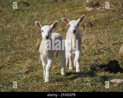 QuintEssential Spring - deux jeunes agneaux bleux blancs aux oreilles roses qui interagissent dans les champs herbeux de la prairie de Cumbrian, Angleterre, Royaume-Uni Banque D'Images