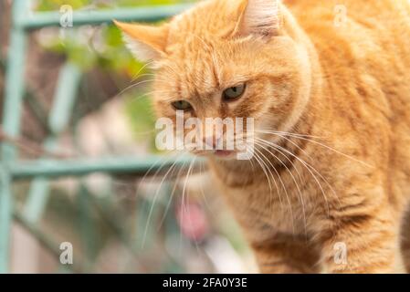 Street Cat. Magnifique chat de rue de gingembre gros plan. Le chat regarde vers le bas avec un regard triste. Banque D'Images