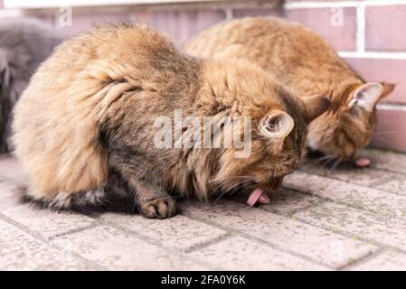 Street Cat. Deux chats similaires mangent des saucisses. Les chats les plus forts mangent en premier. Chats rouges, presque prédateurs. Banque D'Images