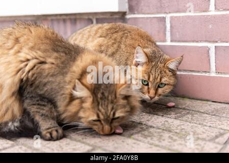 Street Cat. Deux chats similaires mangent des saucisses. Les chats les plus forts mangent en premier. Chats rouges, presque prédateurs. Banque D'Images