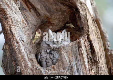 Hibou de l'est nichant dans un arbre mort dans le bois Banque D'Images