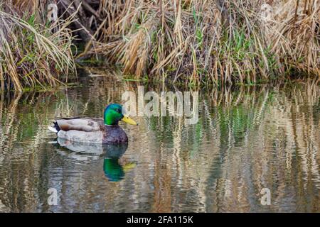 Canard colvert mâle (Anas platyrhynchos) nageant dans l'étang Beaver de la région de Sellar Gulch, Castle Rock Colorado USA. Photo prise en avril. Banque D'Images