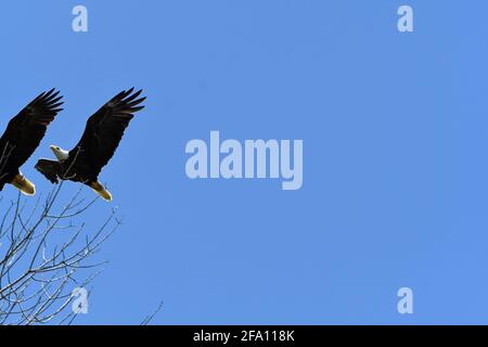 Pygargue à tête blanche adulte poursuivant un autre aigle à tête blanche Banque D'Images