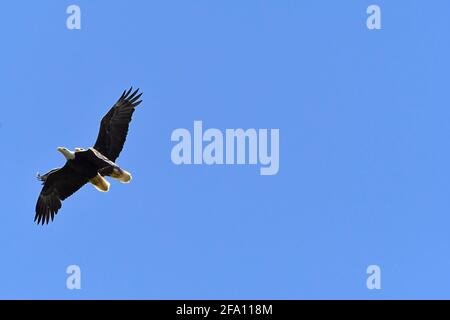 Pygargue à tête blanche adulte poursuivant un autre aigle à tête blanche Banque D'Images