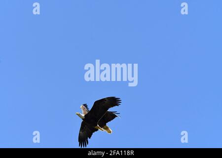 Pygargue à tête blanche adulte poursuivant un autre aigle à tête blanche Banque D'Images
