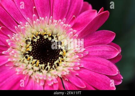 Macro d'un centre floral rose Gerbera Daisy. Banque D'Images