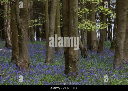 Sulham, Royaume-Uni. 21 avril 2021. Bluecloches en fleur dans Sulham Woods. Le Royaume-Uni abrite plus de la moitié de la population worldÕs de cloches, réparties entre la clochette anglaise indigène ou britannique (jacinthoides non-scripta), comme dans les bois de Sulham, qui est protégée par la loi de 1981 sur la faune et la campagne, et la clochette espagnole envahissante (jacinthoides hispanica). Crédit : Mark Kerrison/Alamy Live News Banque D'Images