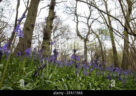 Sulham, Royaume-Uni. 21 avril 2021. Bluecloches en fleur dans Sulham Woods. Le Royaume-Uni abrite plus de la moitié de la population worldÕs de cloches, réparties entre la clochette anglaise indigène ou britannique (jacinthoides non-scripta), comme dans les bois de Sulham, qui est protégée par la loi de 1981 sur la faune et la campagne, et la clochette espagnole envahissante (jacinthoides hispanica). Crédit : Mark Kerrison/Alamy Live News Banque D'Images