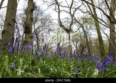 Sulham, Royaume-Uni. 21 avril 2021. Bluecloches en fleur dans Sulham Woods. Le Royaume-Uni abrite plus de la moitié de la population worldÕs de cloches, réparties entre la clochette anglaise indigène ou britannique (jacinthoides non-scripta), comme dans les bois de Sulham, qui est protégée par la loi de 1981 sur la faune et la campagne, et la clochette espagnole envahissante (jacinthoides hispanica). Crédit : Mark Kerrison/Alamy Live News Banque D'Images