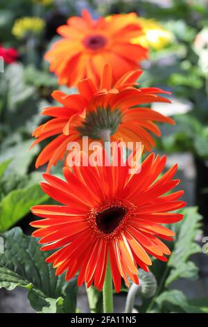 Verticale de trois gerbera rouges en fleur. Banque D'Images