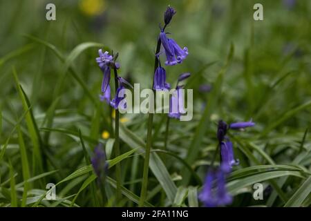 Sulham, Royaume-Uni. 21 avril 2021. Bluecloches en fleur dans Sulham Woods. Le Royaume-Uni abrite plus de la moitié de la population worldÕs de cloches, réparties entre la clochette anglaise indigène ou britannique (jacinthoides non-scripta), comme dans les bois de Sulham, qui est protégée par la loi de 1981 sur la faune et la campagne, et la clochette espagnole envahissante (jacinthoides hispanica). Crédit : Mark Kerrison/Alamy Live News Banque D'Images