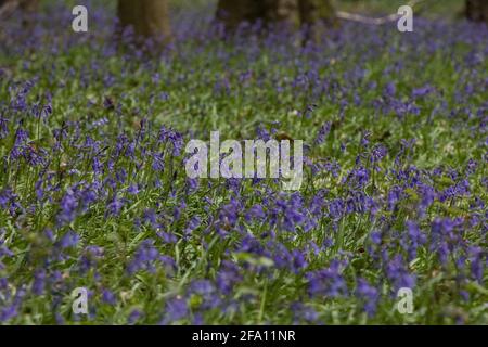 Sulham, Royaume-Uni. 21 avril 2021. Bluecloches en fleur dans Sulham Woods. Le Royaume-Uni abrite plus de la moitié de la population worldÕs de cloches, réparties entre la clochette anglaise indigène ou britannique (jacinthoides non-scripta), comme dans les bois de Sulham, qui est protégée par la loi de 1981 sur la faune et la campagne, et la clochette espagnole envahissante (jacinthoides hispanica). Crédit : Mark Kerrison/Alamy Live News Banque D'Images