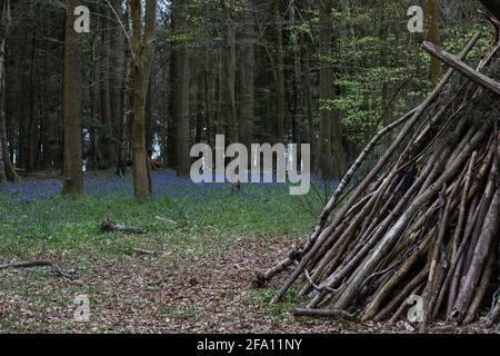 Sulham, Royaume-Uni. 21 avril 2021. Bluecloches en fleur dans Sulham Woods. Le Royaume-Uni abrite plus de la moitié de la population worldÕs de cloches, réparties entre la clochette anglaise indigène ou britannique (jacinthoides non-scripta), comme dans les bois de Sulham, qui est protégée par la loi de 1981 sur la faune et la campagne, et la clochette espagnole envahissante (jacinthoides hispanica). Crédit : Mark Kerrison/Alamy Live News Banque D'Images