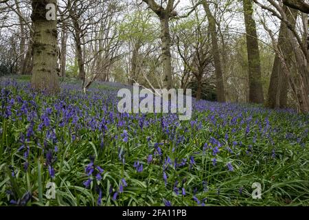 Sulham, Royaume-Uni. 21 avril 2021. Bluecloches en fleur dans Sulham Woods. Le Royaume-Uni abrite plus de la moitié de la population worldÕs de cloches, réparties entre la clochette anglaise indigène ou britannique (jacinthoides non-scripta), comme dans les bois de Sulham, qui est protégée par la loi de 1981 sur la faune et la campagne, et la clochette espagnole envahissante (jacinthoides hispanica). Crédit : Mark Kerrison/Alamy Live News Banque D'Images