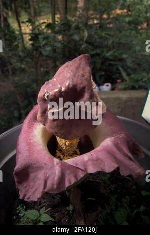 Amorphophallus phaeniifolius d'origine Java Centrale se bloquant au jardin botanique de Bogor, à Bogor, Java Ouest, Indonésie. Banque D'Images