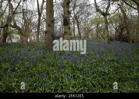 Sulham, Royaume-Uni. 21 avril 2021. Bluecloches en fleur dans Sulham Woods. Le Royaume-Uni abrite plus de la moitié de la population worldÕs de cloches, réparties entre la clochette anglaise indigène ou britannique (jacinthoides non-scripta), comme dans les bois de Sulham, qui est protégée par la loi de 1981 sur la faune et la campagne, et la clochette espagnole envahissante (jacinthoides hispanica). Crédit : Mark Kerrison/Alamy Live News Banque D'Images