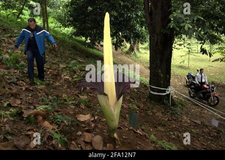 Titan arum (Amorphophallus titanum) d'origine sud Sumatra fleurit aux jardins botaniques de Bogor, Bogor, West Java, Indonésie. Banque D'Images