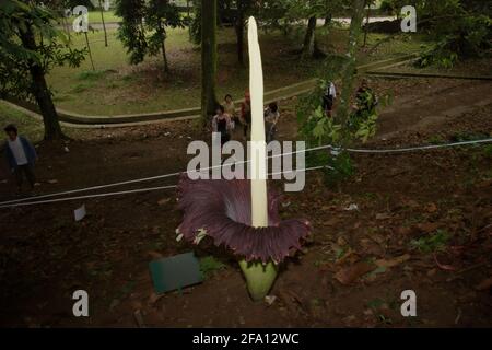 Titan arum (Amorphophallus titanum) d'origine sud Sumatra fleurit aux jardins botaniques de Bogor, Bogor, West Java, Indonésie. Banque D'Images