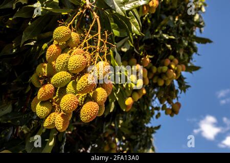 Litchi vert non mûr accroché à un arbre de litchi. Les lychees verts frais poussent sur l'arbre au Brésil Banque D'Images