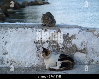 Deux chats au Pontikonissi Monastry, Kanoni, Corfou, Grèce Banque D'Images