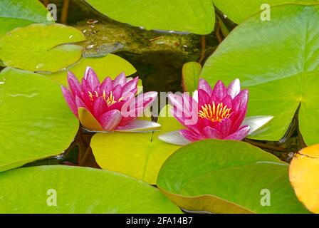 Deux nénuphars - Nymphaea attraction. Fleurs sur l'eau. Banque D'Images