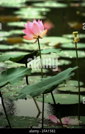 lotus indien (Nelumbo nucifera) au jardin botanique de Bogor, Bogor, Java-Ouest, Indonésie. Banque D'Images