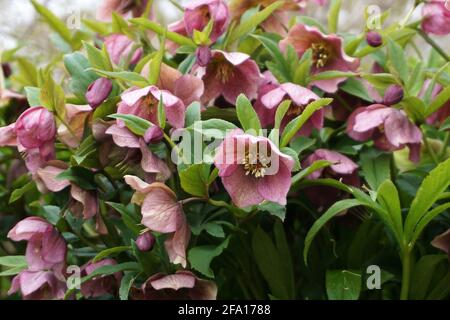 Le rosier hybride de lenten (Helleborus orientalis) en fleur au printemps Banque D'Images