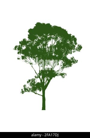 Arbre de gomme d'Australie Illustration de Vecteur