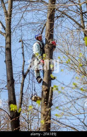 Moscou. Russie. 17 avril 2021. Un travailleur dans un casque sur des cordes monte un arbre pour couper des branches. Rajeunissement des arbres. Le travail des services publics de la ville Banque D'Images