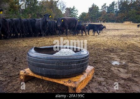 Une boîte à sel, faite d'un vieux pneu de tracteur, est fraîchement remplie et prête pour le troupeau voisin de vaches et de veaux Black Angus le matin des pluies. Banque D'Images