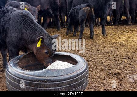 Un veau Black Angus vérifie la boîte de sel fraîchement remplie d'un vieux pneu de tracteur, tandis que les vaches mangent du grain en arrière-plan. Banque D'Images