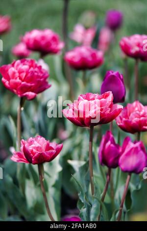 Tulipes romantiques en rose et violet Banque D'Images