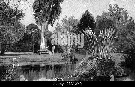 Gravure des jardins botaniques à Adélaïde, Australie méridionale pendant les années 1880 Banque D'Images