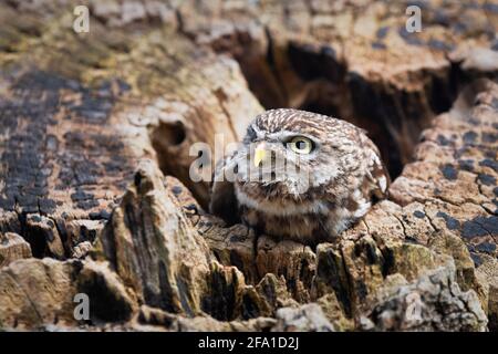 Un gros plan d'un petit hibou Athene noctua, également connu sous le nom de hibou d'Athéna ou hibou de Minerva. Sa tête est montrée comme elle émerge d'un trou dans un vieux tre Banque D'Images