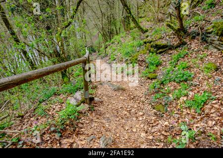 sentier sur la montagne umlaufberg à proximité de la rivière thaya dedans le parc national autrichien inférieur thayatal Banque D'Images