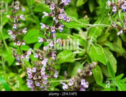 Les abeilles collectent le pollen des fleurs pourpre Banque D'Images