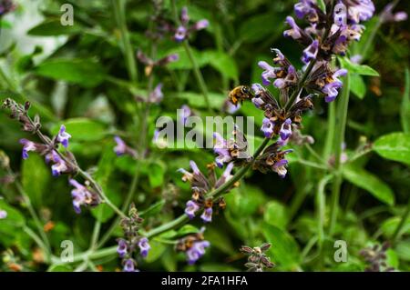 Les abeilles collectent le pollen des fleurs pourpre Banque D'Images