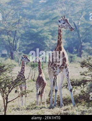 Mama girafe et des jumeaux Banque D'Images